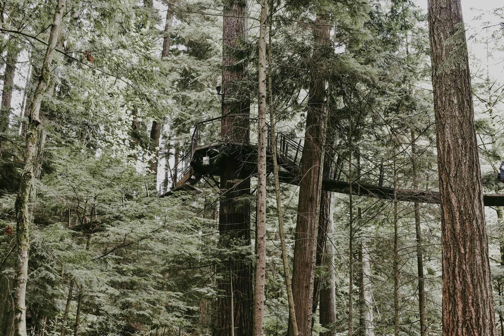 The World’s Best Tree Top Walks & Canopy Walkways (2021)