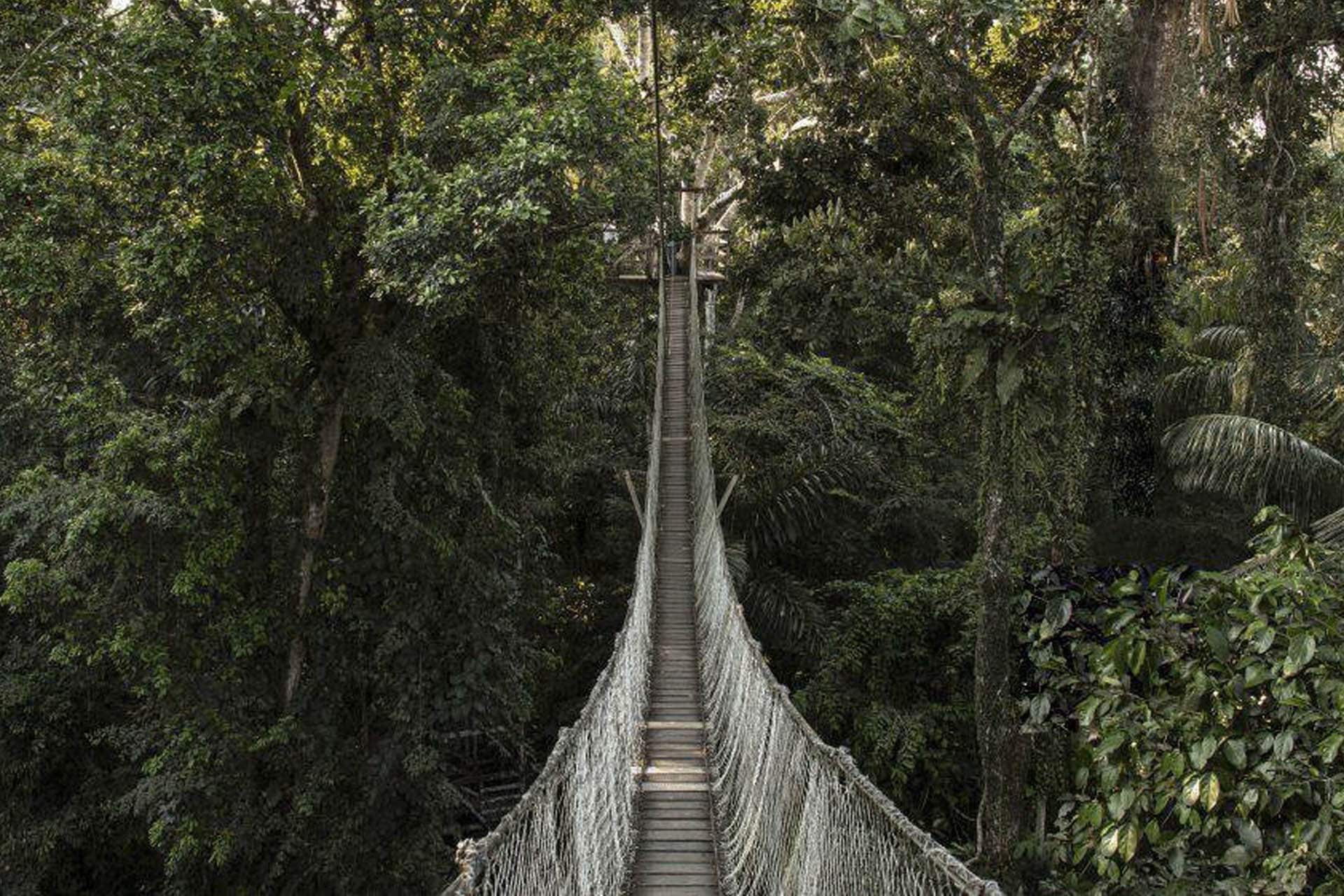 The World’s Best Tree Top Walks & Canopy Walkways (2021)